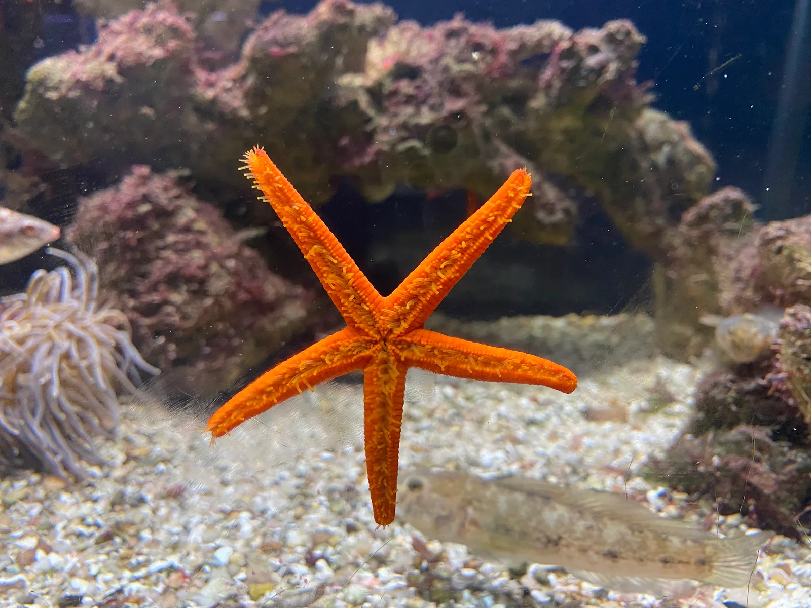 Acuario del Museo del Mar de Santa Pola — foto 10