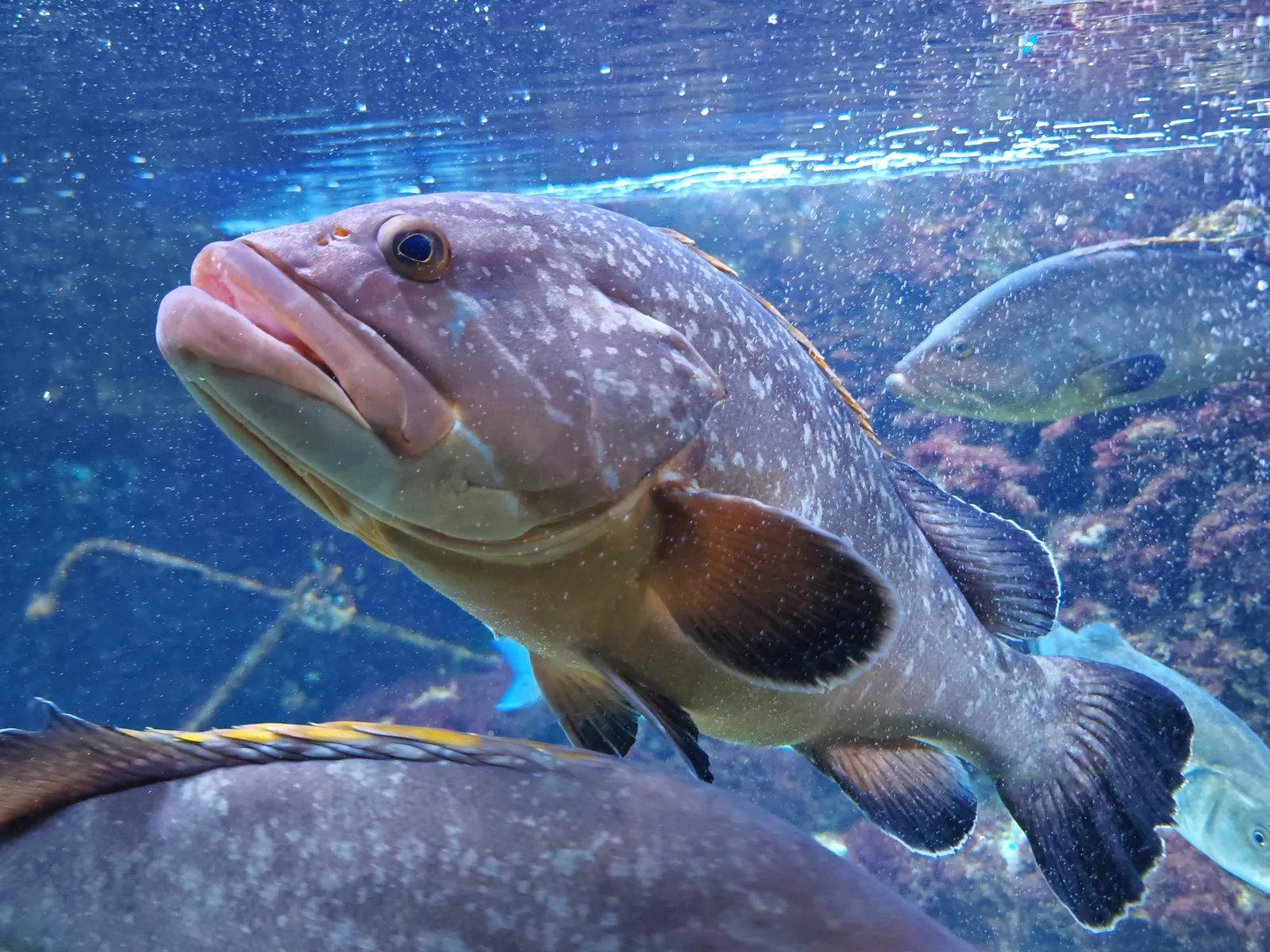 Acuario del Museo del Mar de Santa Pola — foto 2