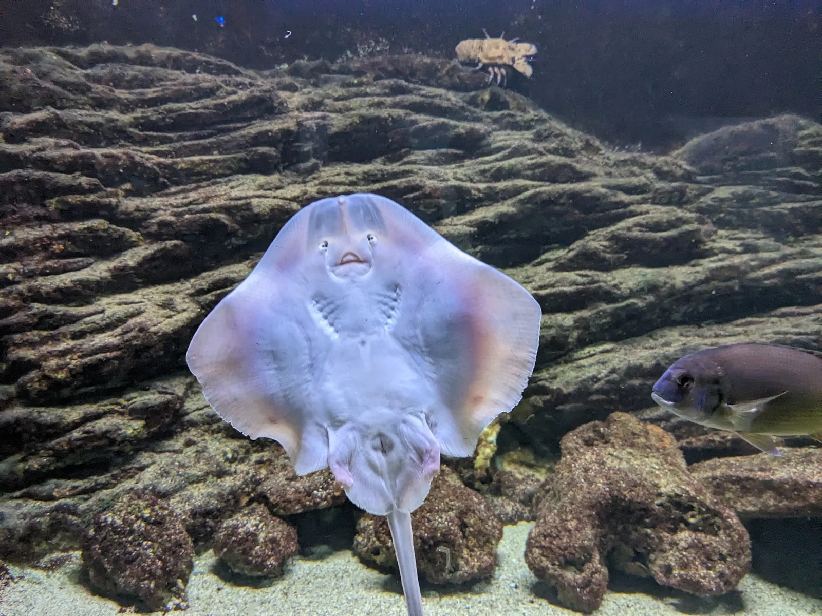 Acuario del Museo del Mar de Santa Pola — foto 3