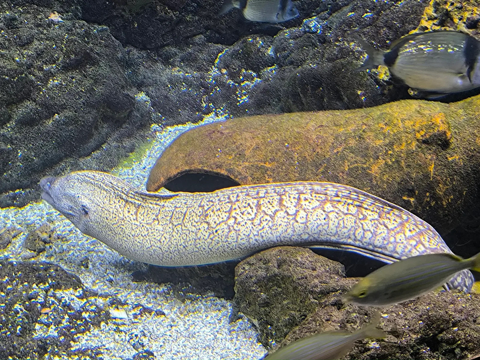 Acuario del Museo del Mar de Santa Pola — foto 4