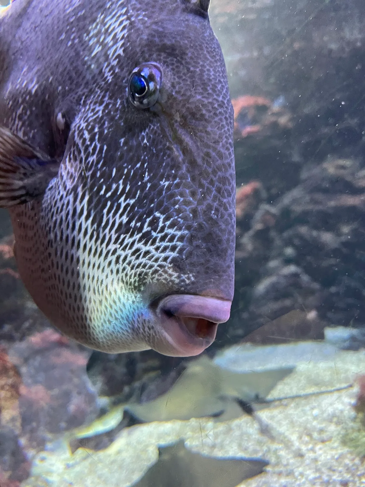 Acuario del Museo del Mar de Santa Pola — foto 5