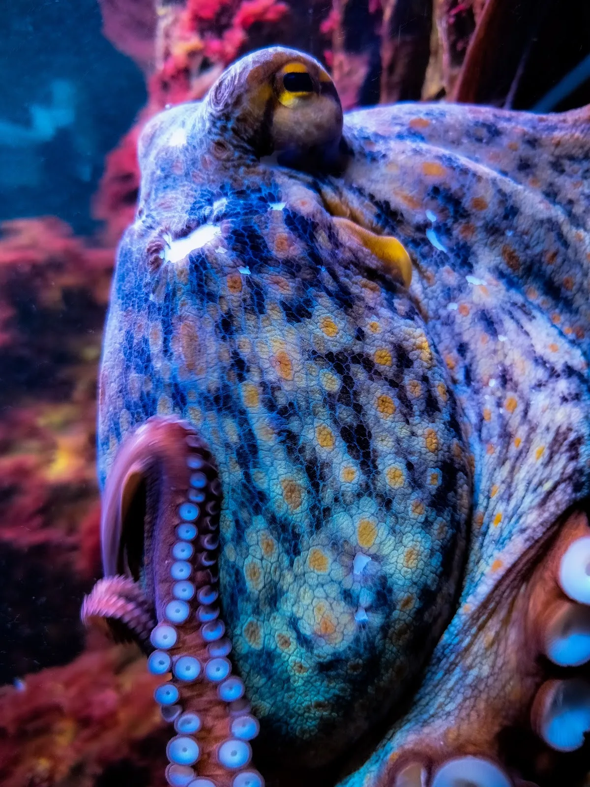 Acuario del Museo del Mar de Santa Pola — foto 6