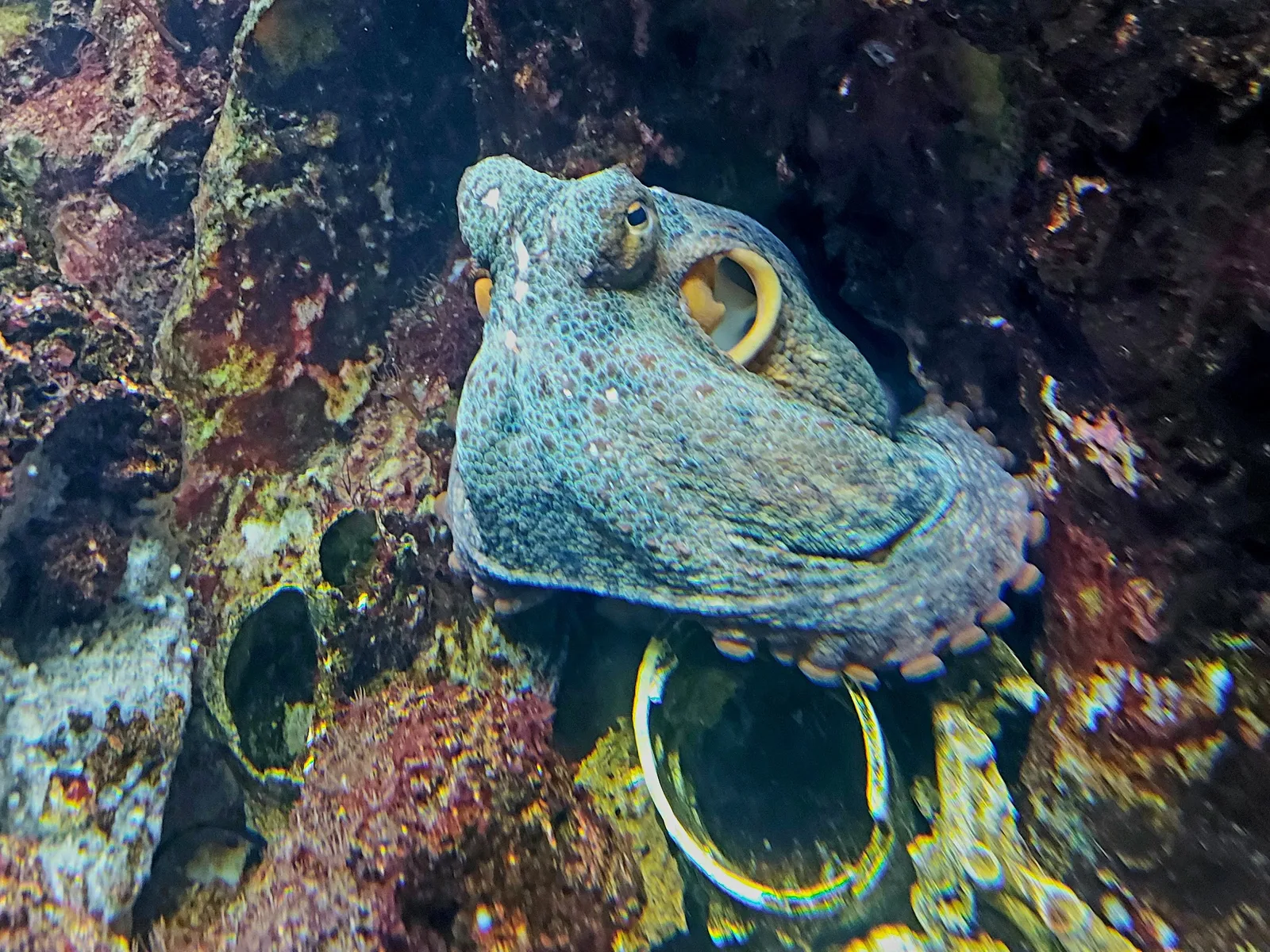 Acuario del Museo del Mar de Santa Pola — foto 7