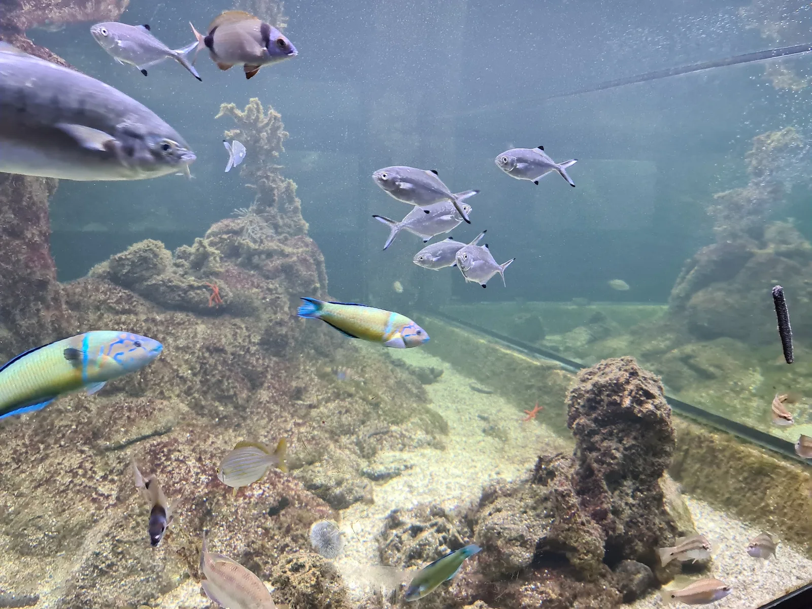Acuario del Museo del Mar de Santa Pola — foto 8