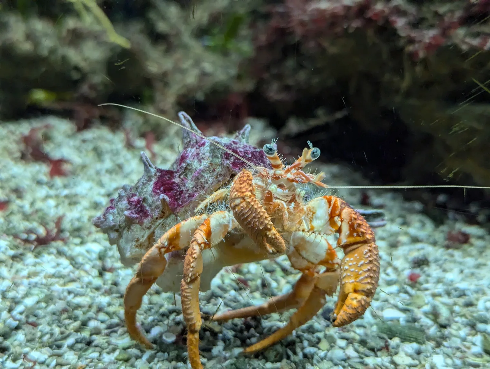 Acuario del Museo del Mar de Santa Pola — foto 9