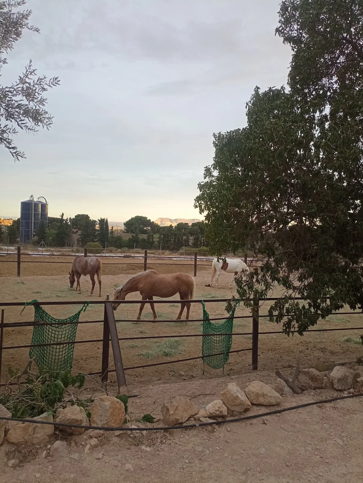 Amalur Madre Tierra La Granja — foto 6