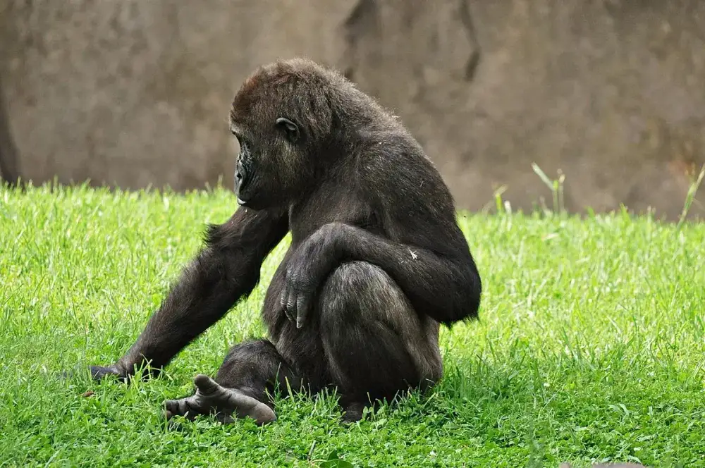 Bioparc Valencia — Parque de animales