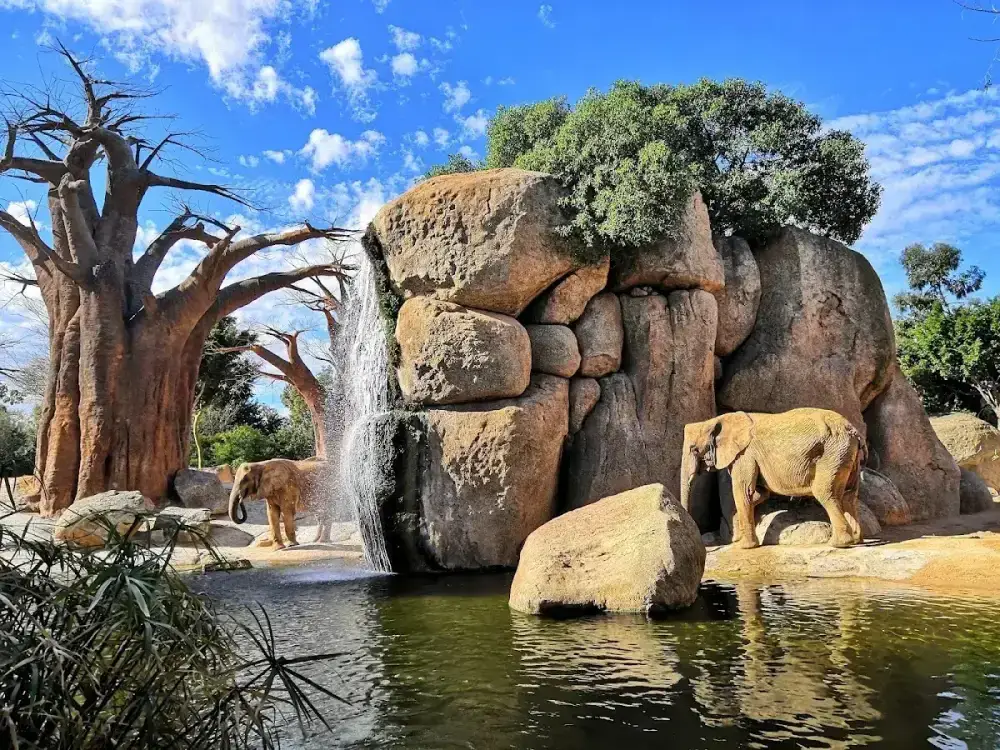 Bioparc Valencia — Parque de animales — foto 10
