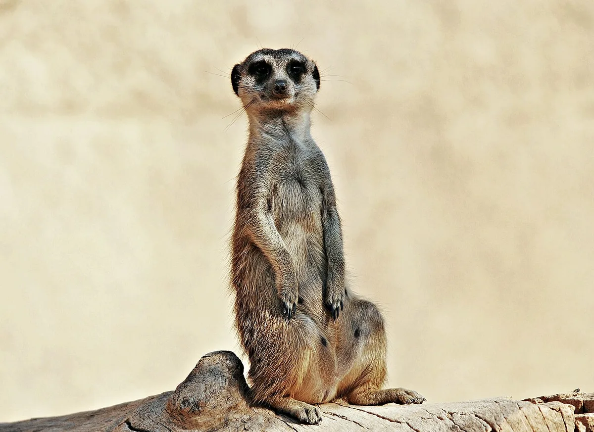 Bioparc Valencia — Parque de animales — foto 3