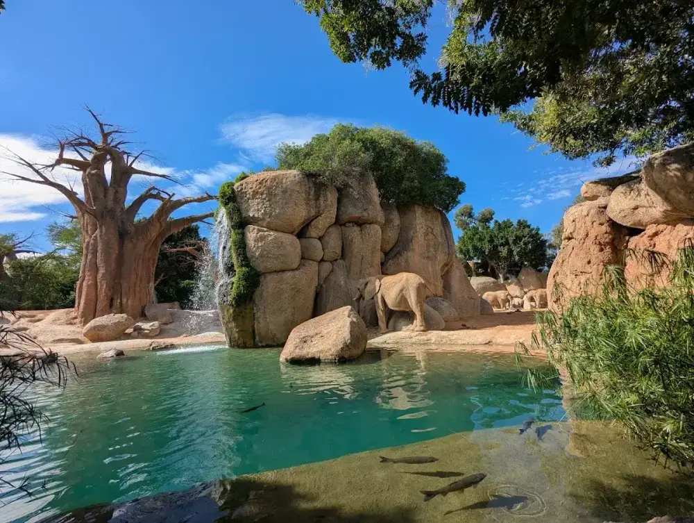 Bioparc Valencia — Parque de animales — foto 4