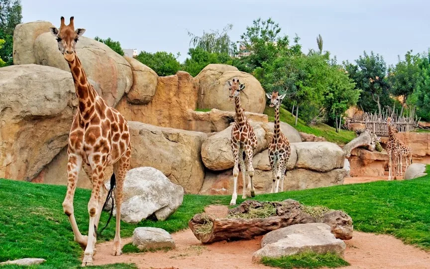 Bioparc Valencia — Parque de animales — foto 5