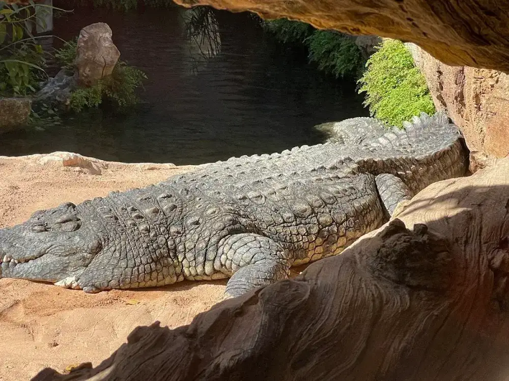 Bioparc Valencia — Parque de animales — foto 6