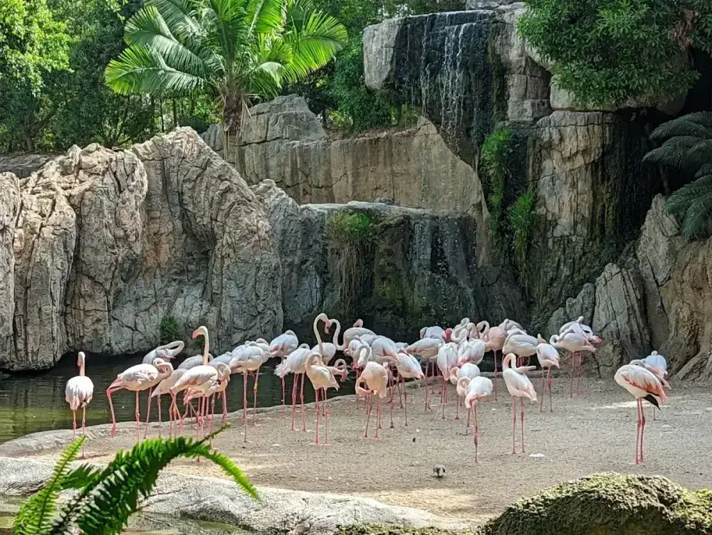 Bioparc Valencia — Parque de animales — foto 7