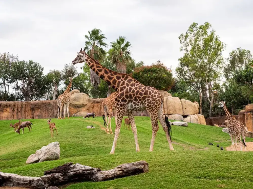 Bioparc Valencia — Parque de animales — foto 8