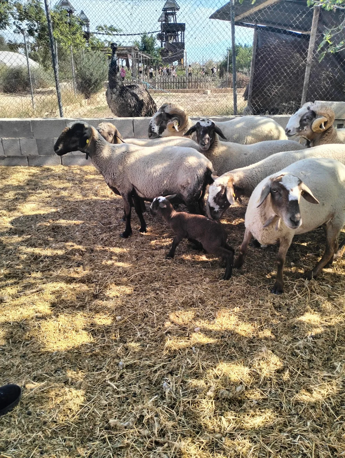 Granja Escuela La Loma — foto 7