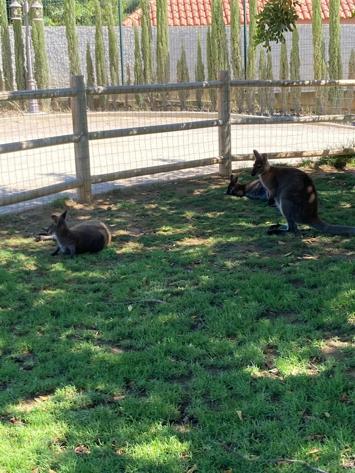 Granja La Villa Junior — foto 3