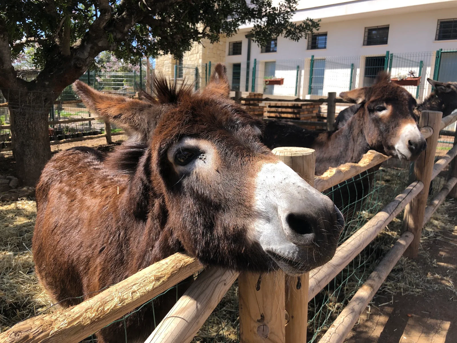 Granja La Villa Junior — foto 6