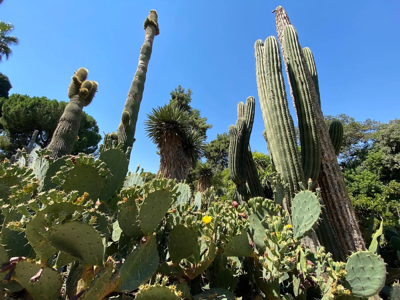 Jardí Botànic de València — foto 7