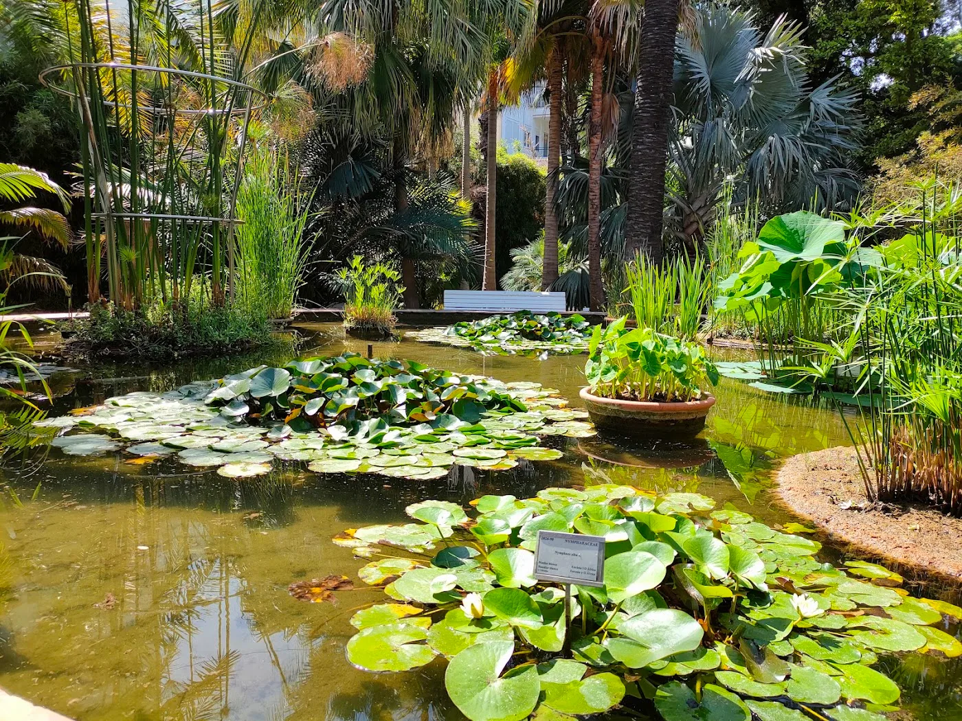 Jardí Botànic de València — foto 9
