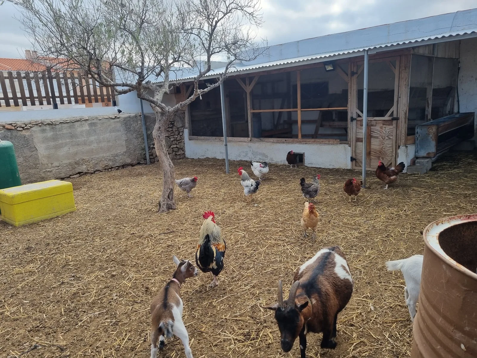 La Granja (Mediterránea Rural) — foto 10