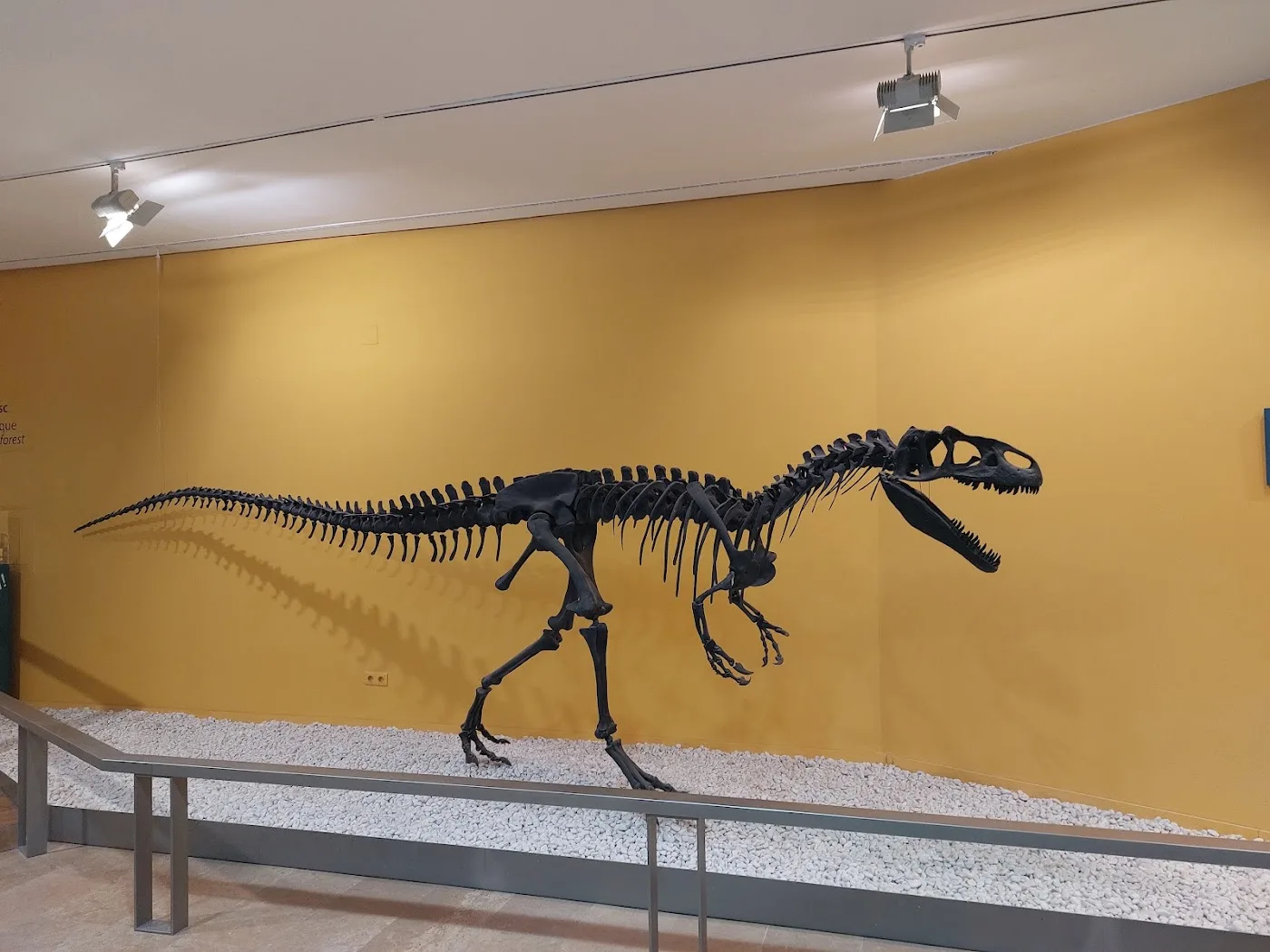 Museo de las Ciencias Naturales — Dinosaurios