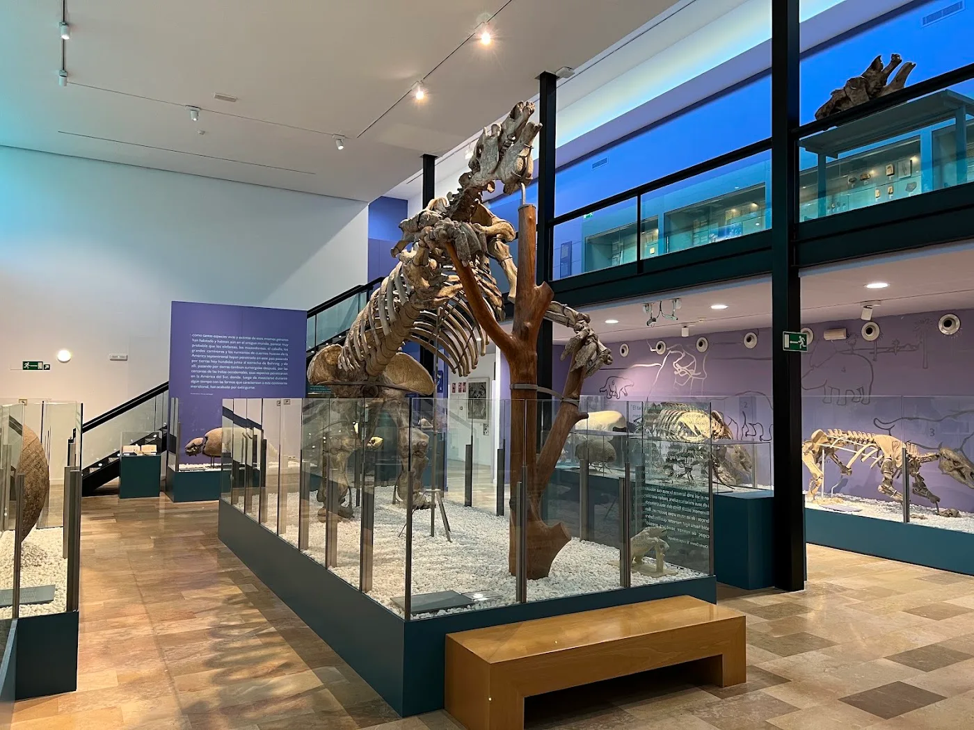 Museo de las Ciencias Naturales — Dinosaurios — foto 2