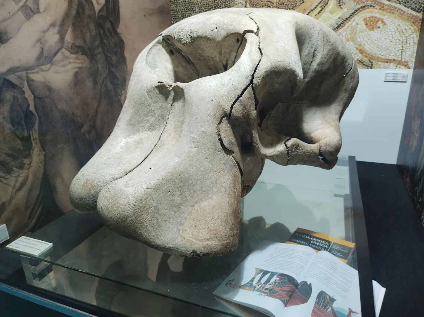 Museo de las Ciencias Naturales — Dinosaurios — foto 6