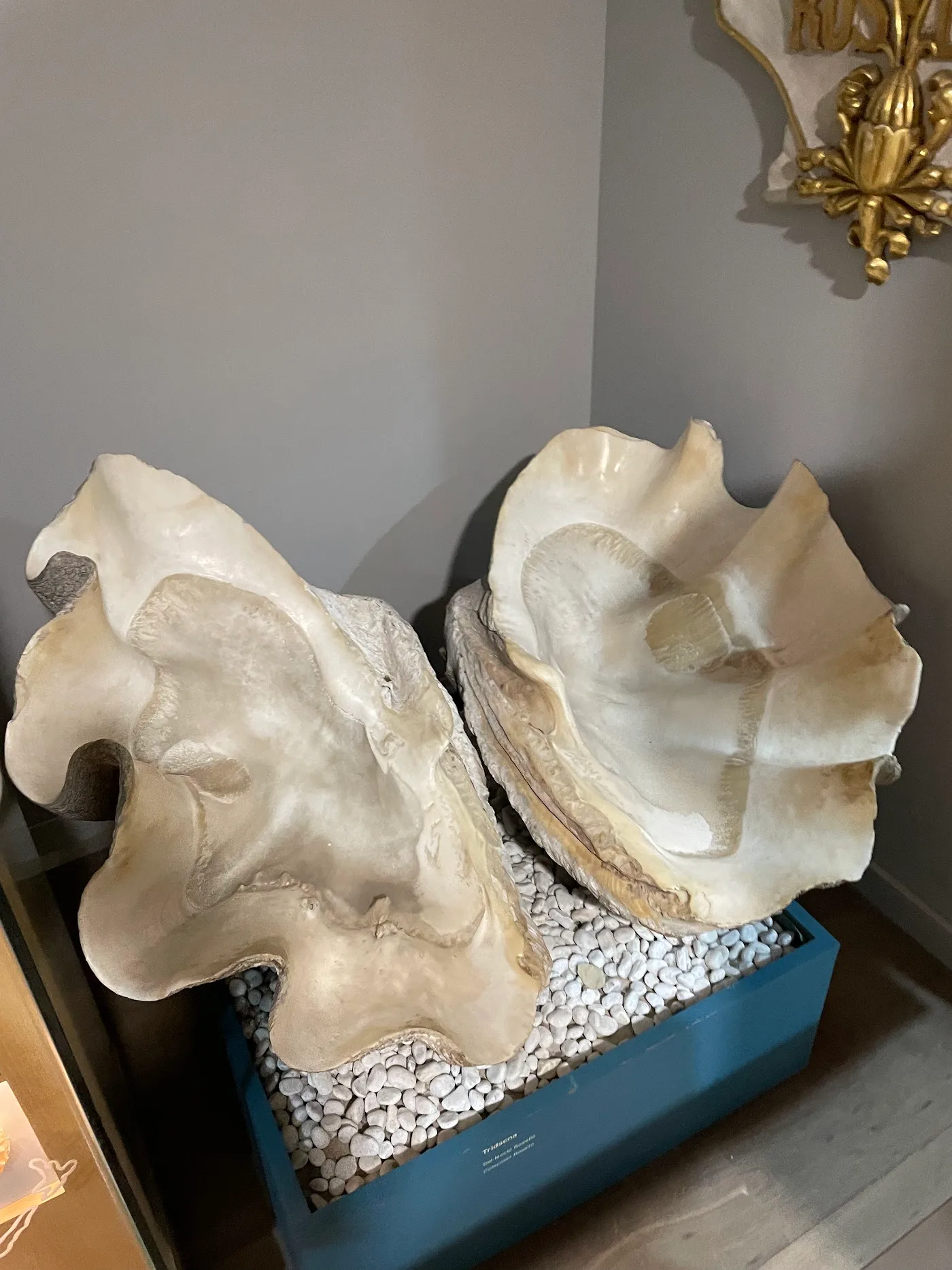 Museo de las Ciencias Naturales — Dinosaurios — foto 7
