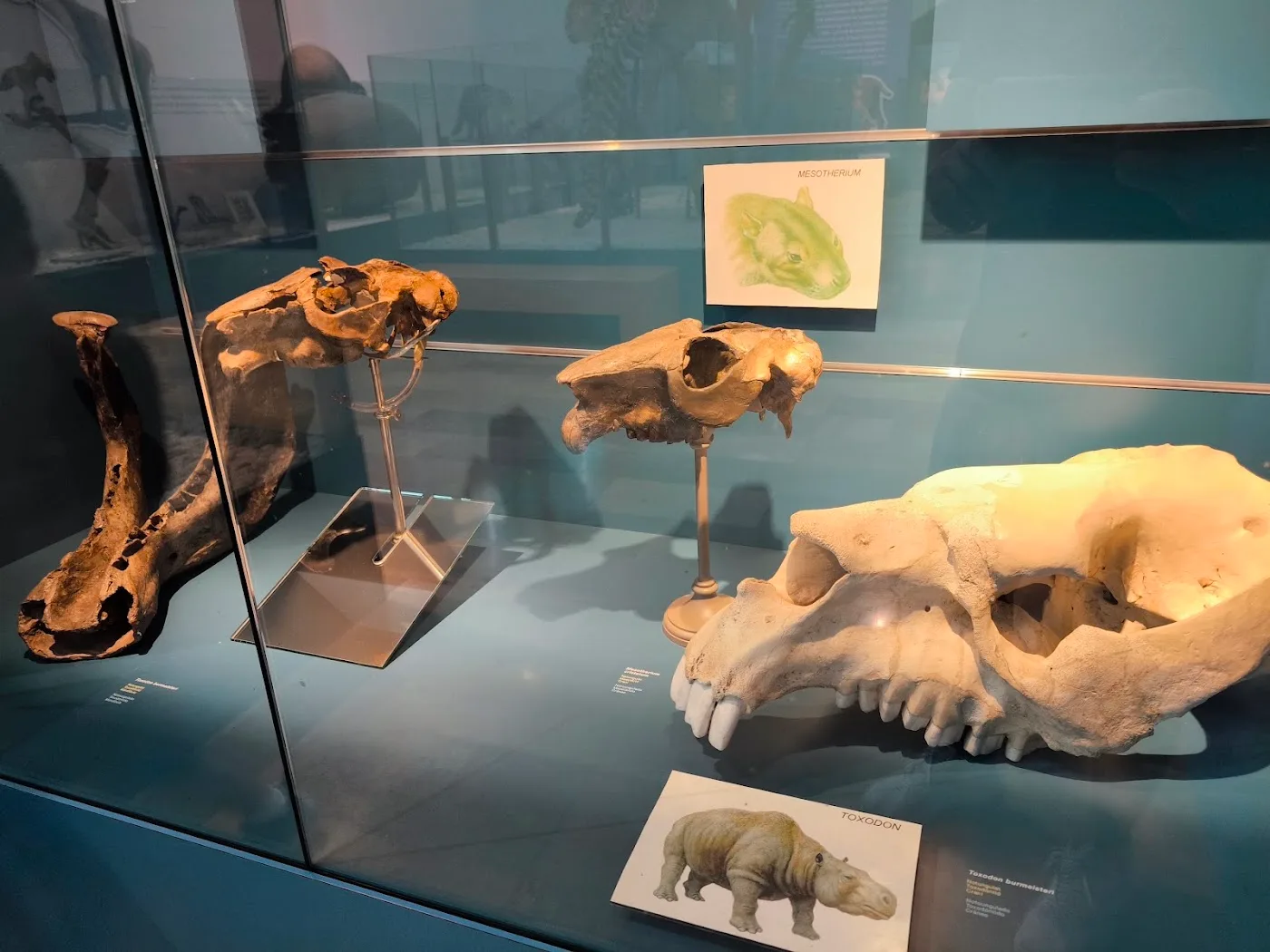 Museo de las Ciencias Naturales — Dinosaurios — foto 8