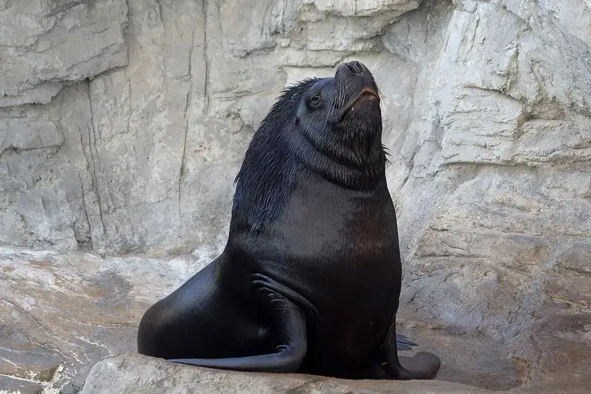 Oceanogràfic — Acuario — foto 10