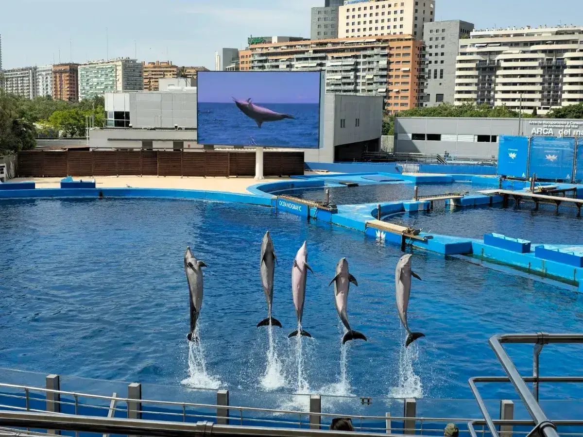Oceanogràfic — Acuario — foto 4