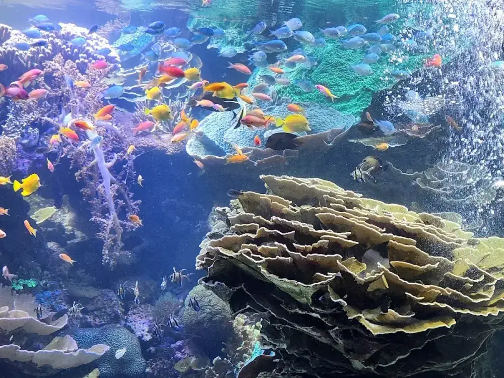 Oceanogràfic — Acuario — foto 5