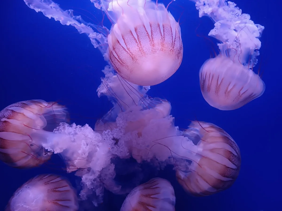 Oceanogràfic — Acuario — foto 6
