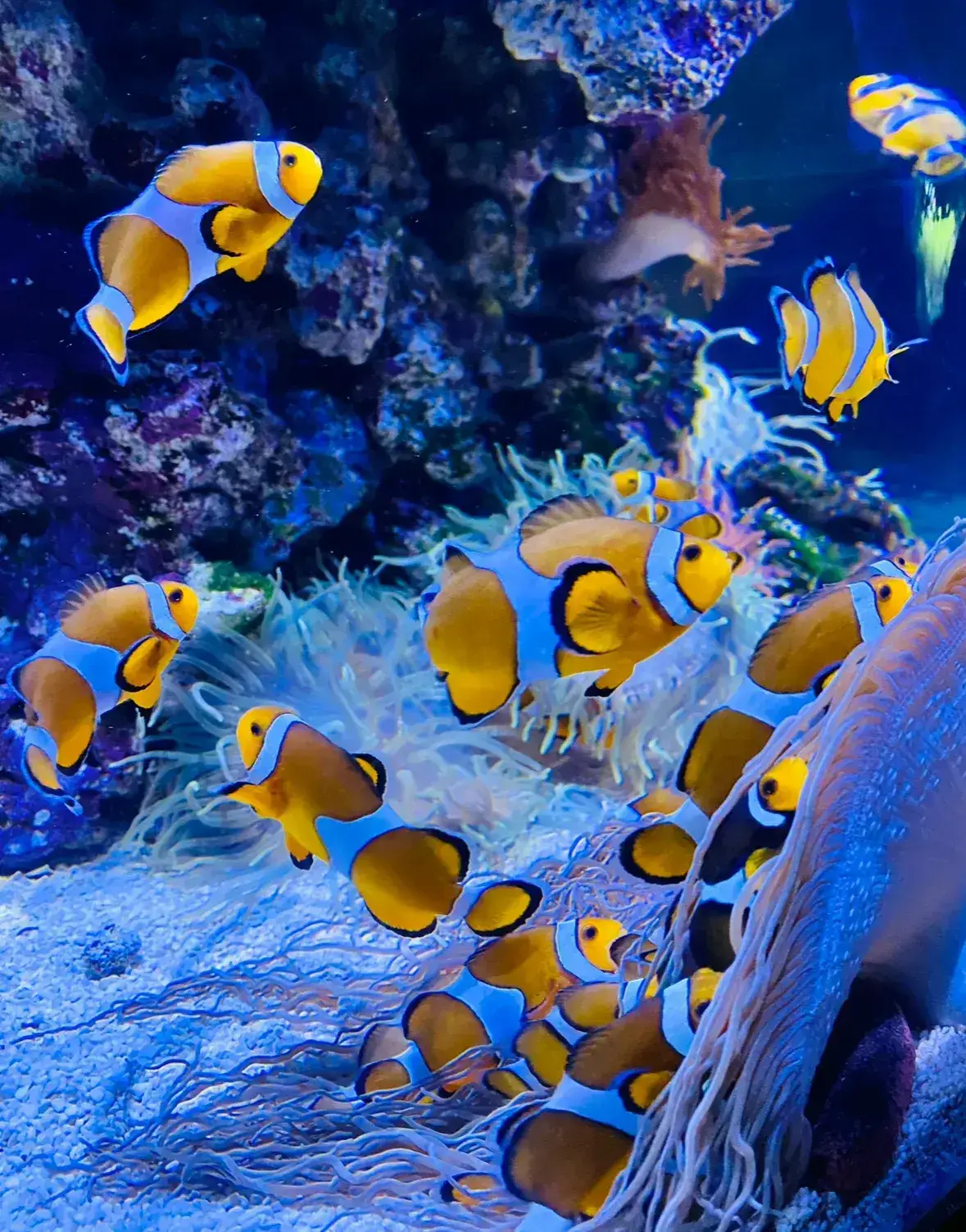 Oceanogràfic — Acuario — foto 7