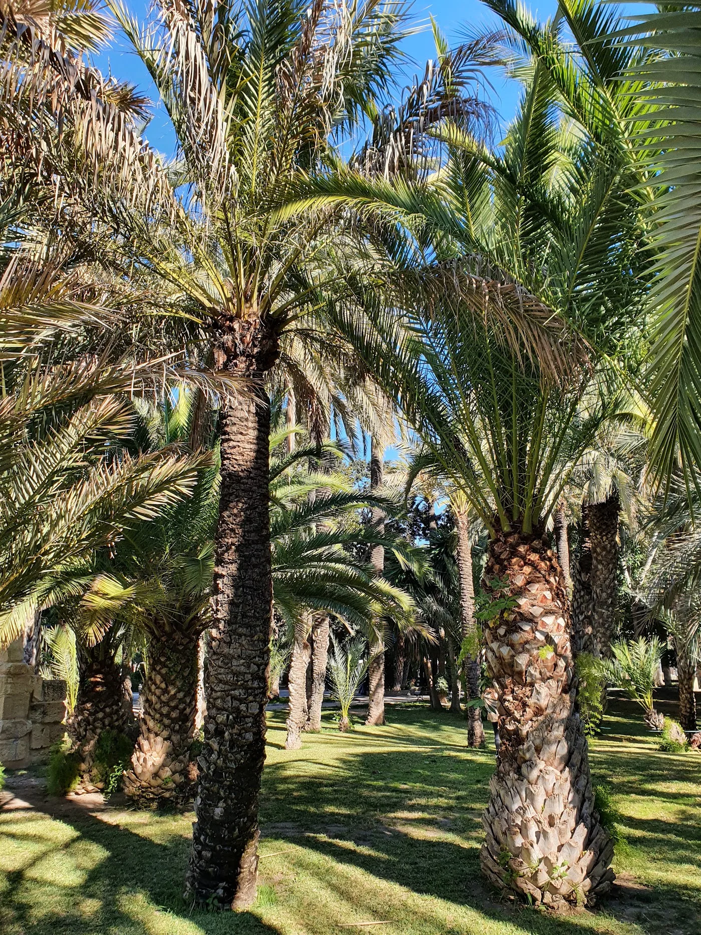 Palmeral de Elche — Parque del Palmeral (UNESCO) — foto 3