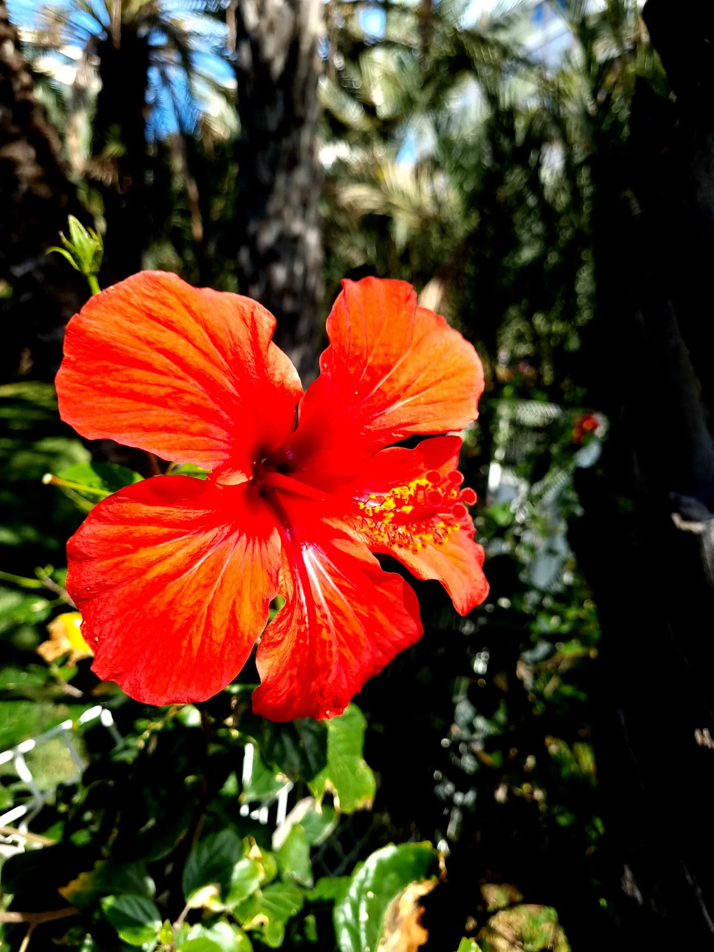 Palmeral de Elche — Parque del Palmeral (UNESCO) — foto 5