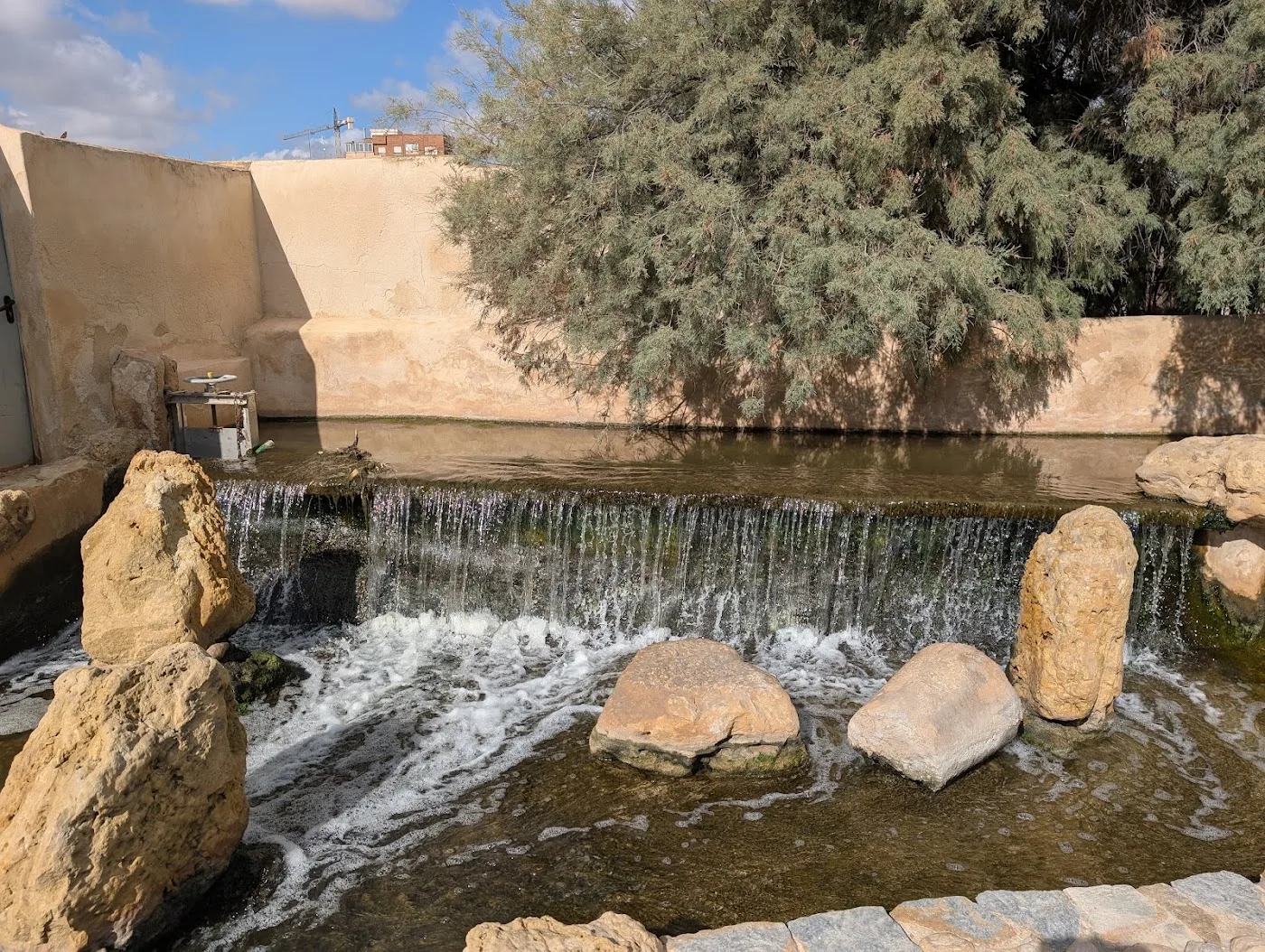 Palmeral de Elche — Parque del Palmeral (UNESCO) — foto 6