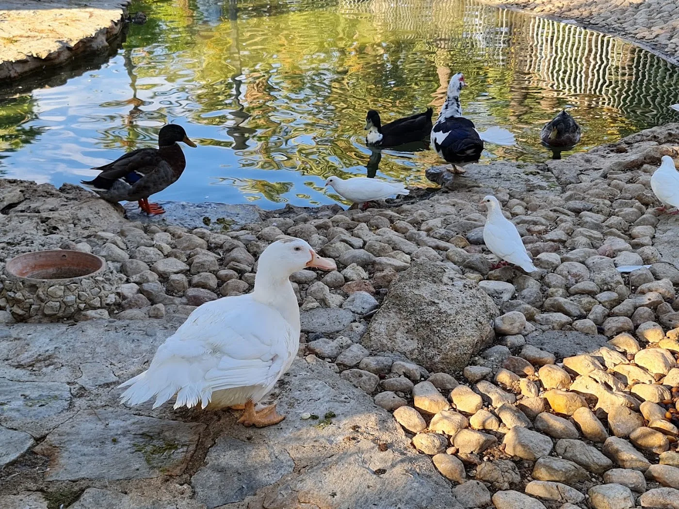 Palmeral de Elche — Parque del Palmeral (UNESCO) — foto 9