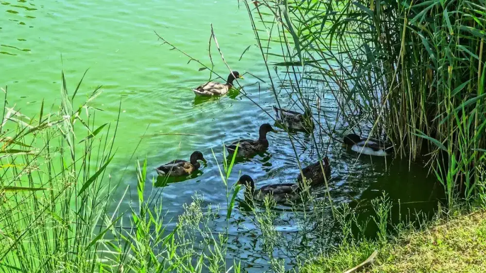 Parque de Cabecera — foto 5
