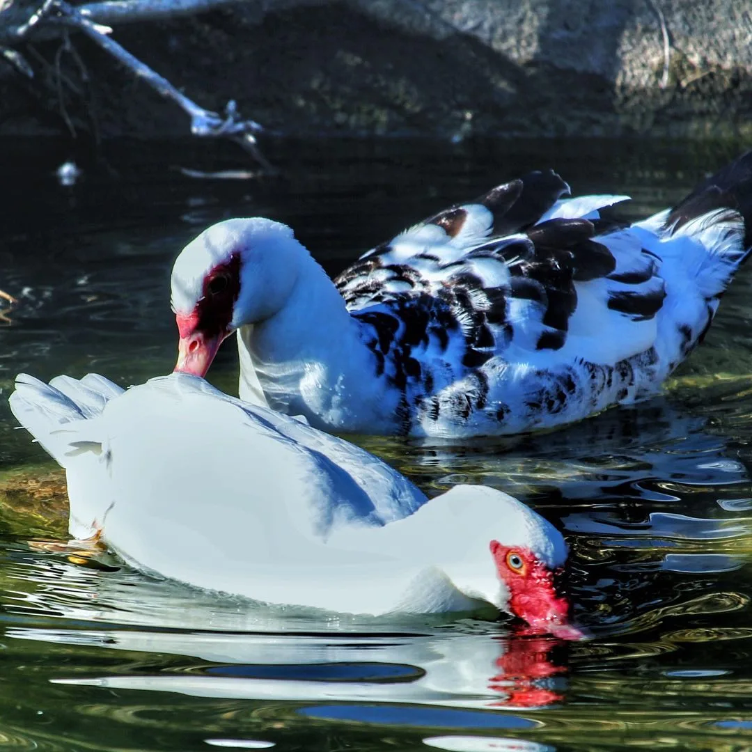 Parque de Cabecera — foto 8