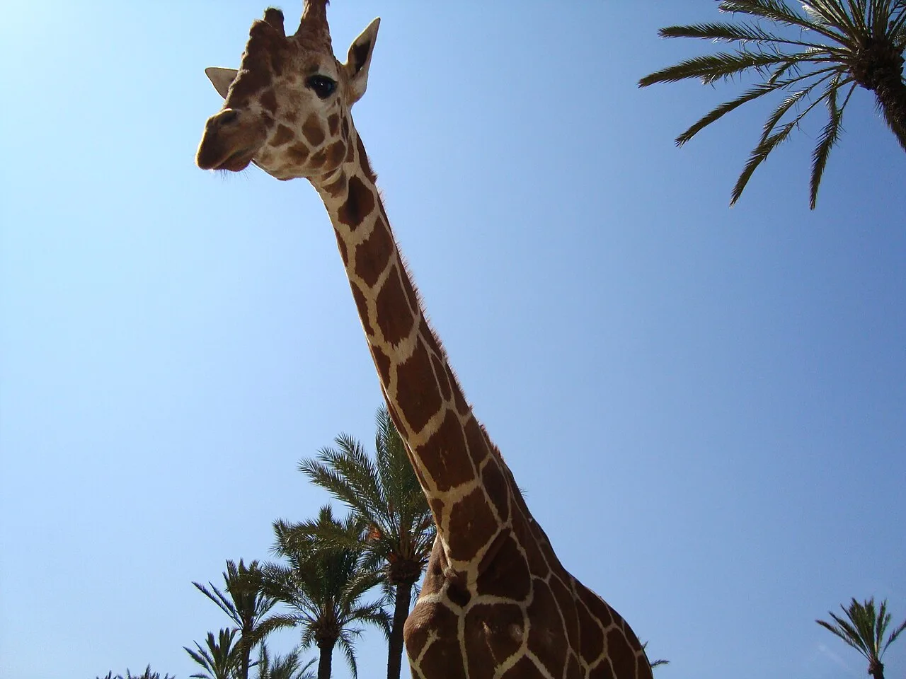 Río Safari Elche — Parque de animales