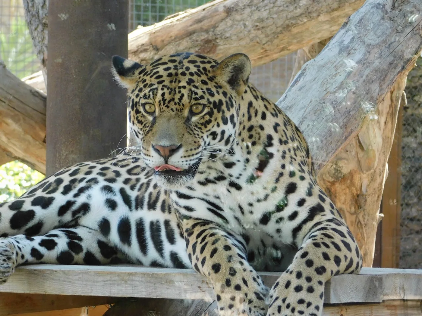 Río Safari Elche — Parque de animales — foto 10