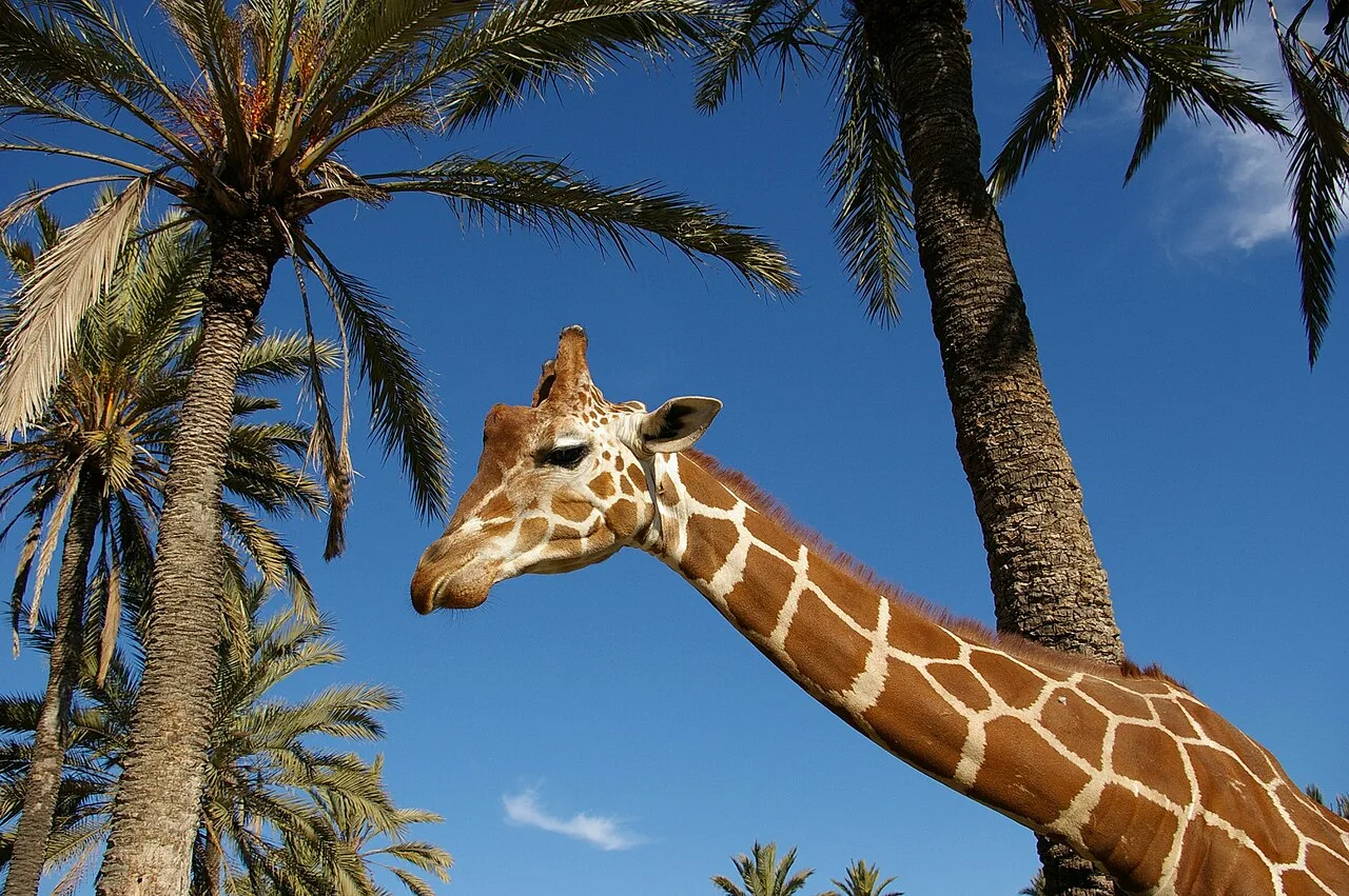 Río Safari Elche — Parque de animales — foto 3
