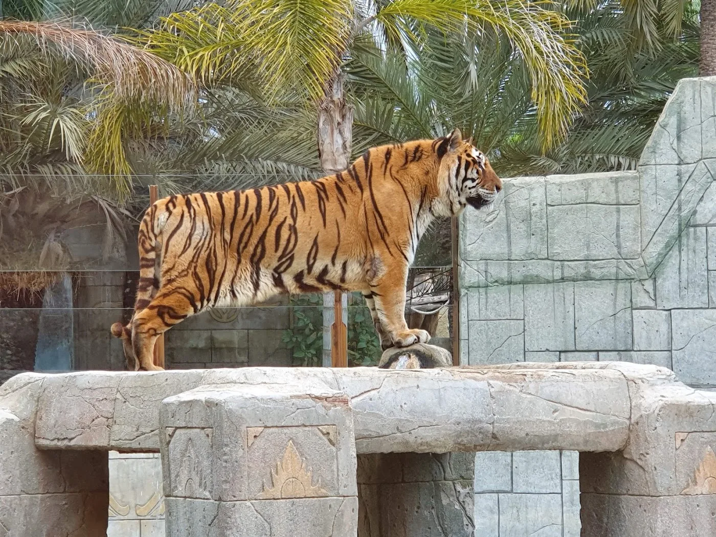Río Safari Elche — Parque de animales — foto 5