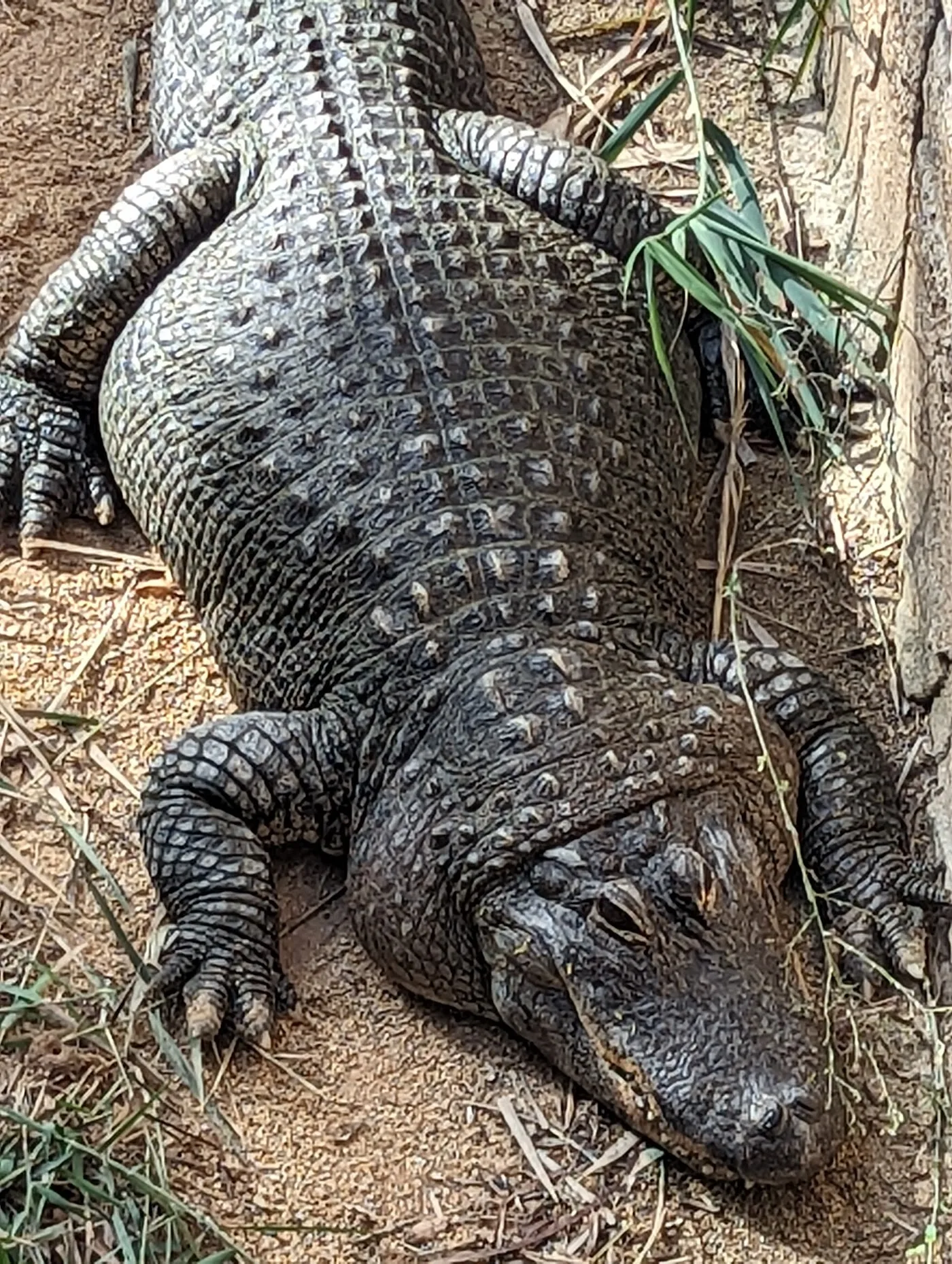 Río Safari Elche — Parque de animales — foto 8