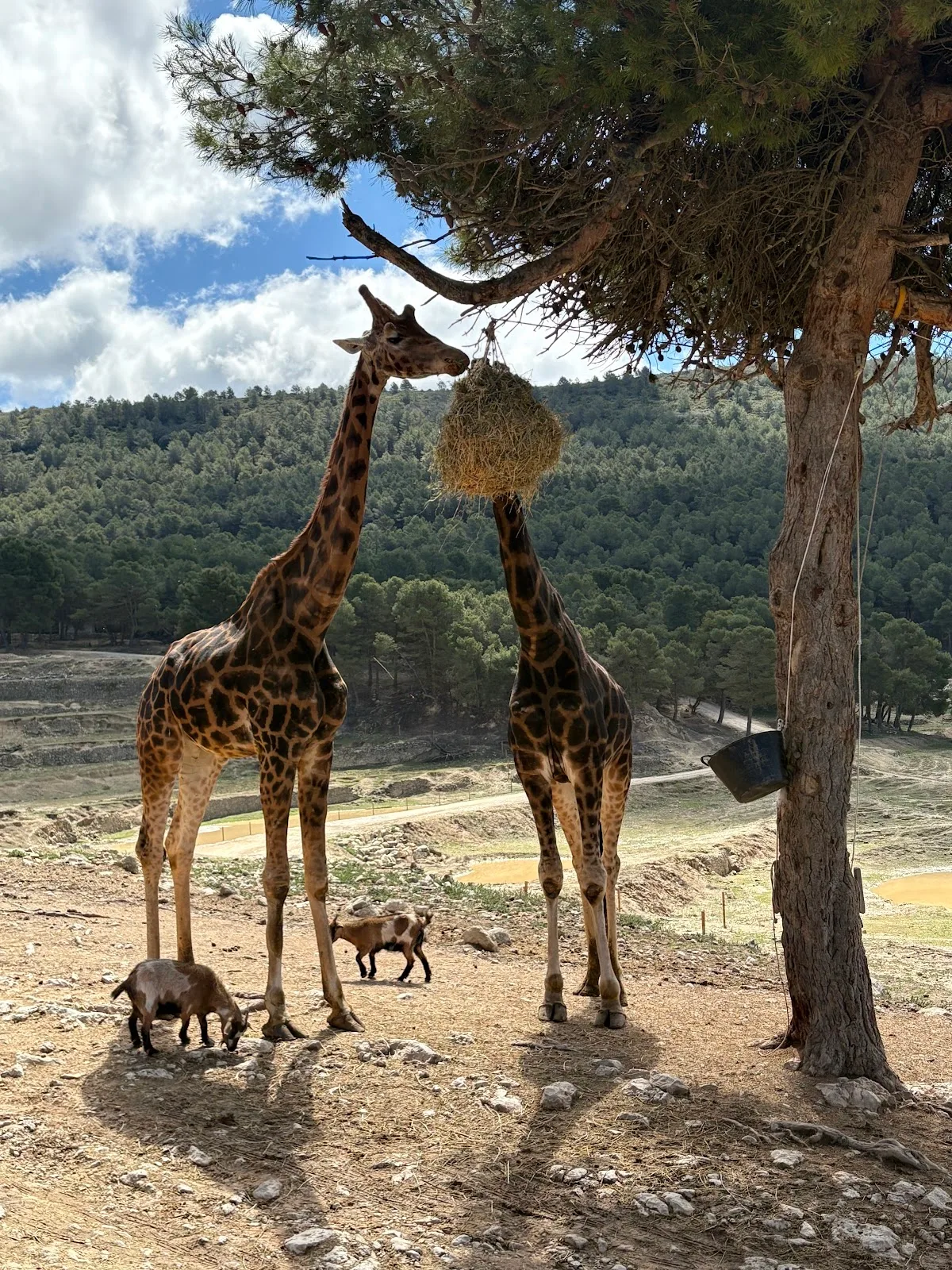 Safari Aitana