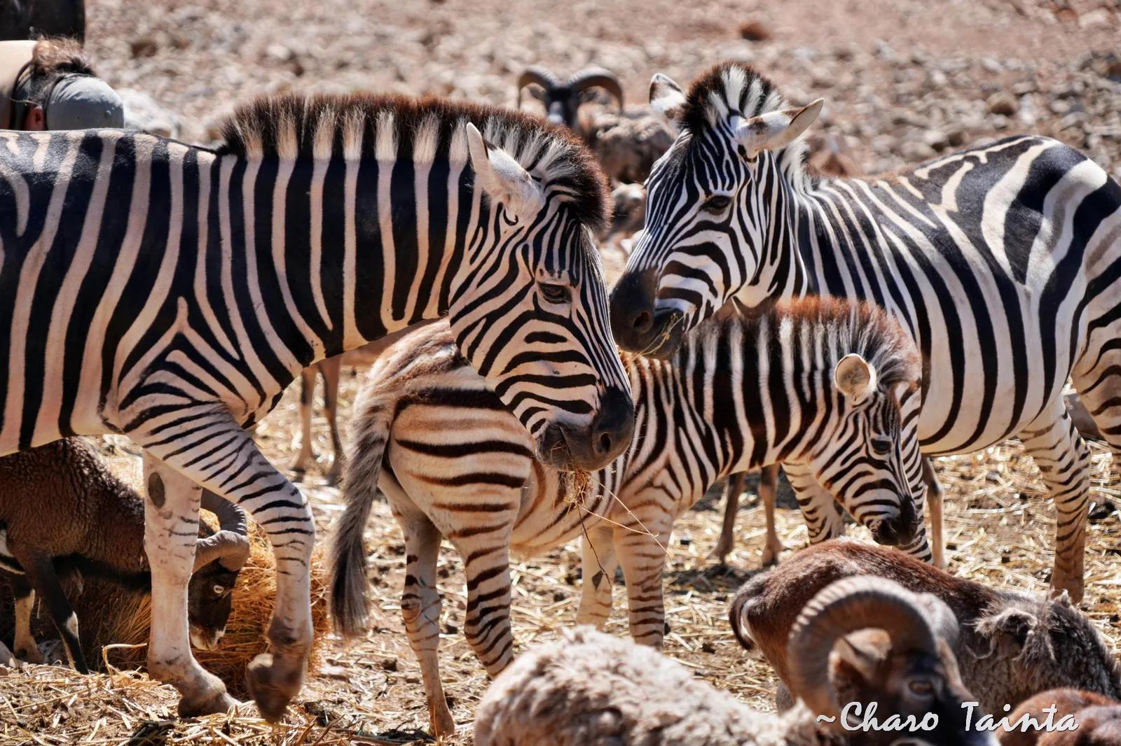 Safari Aitana — foto 10