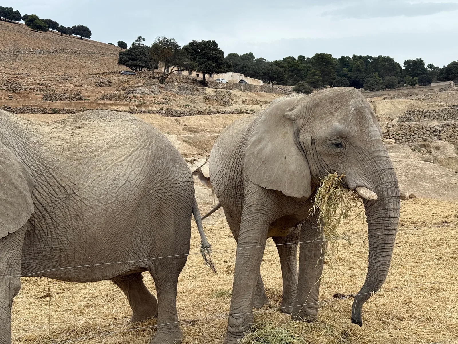 Safari Aitana — foto 2