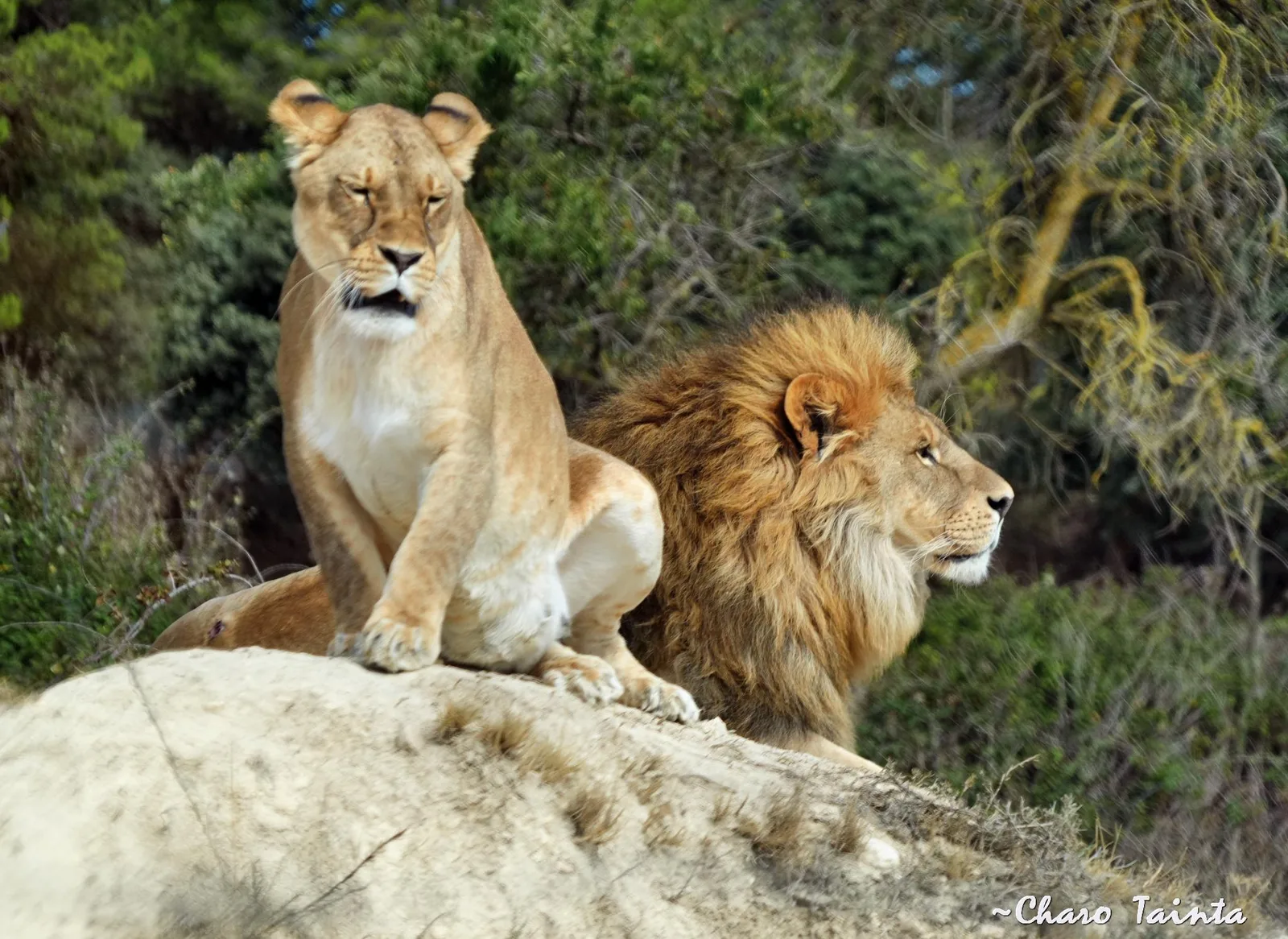 Safari Aitana — foto 4