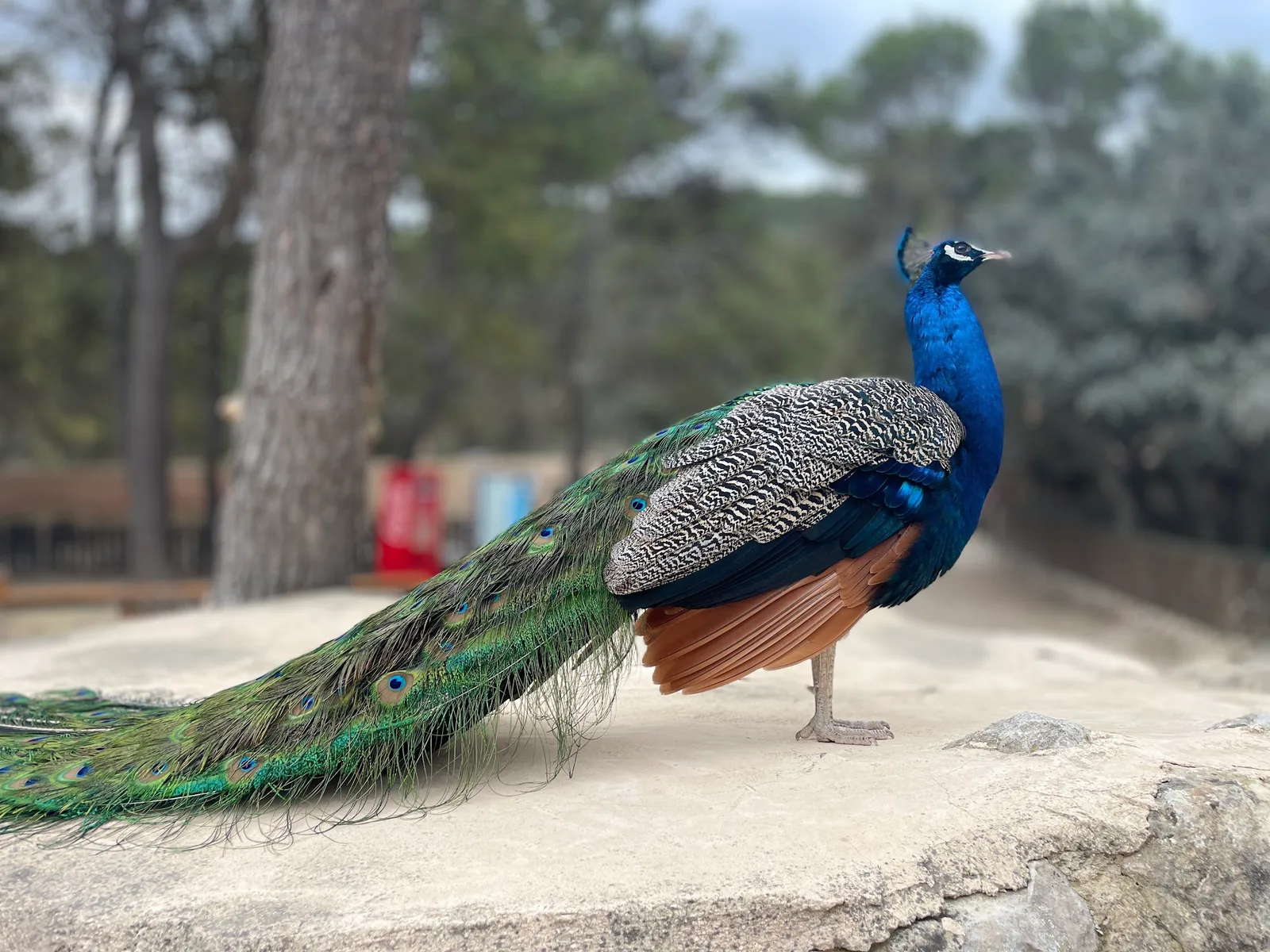 Safari Aitana — foto 5